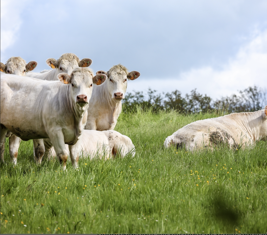 cows
