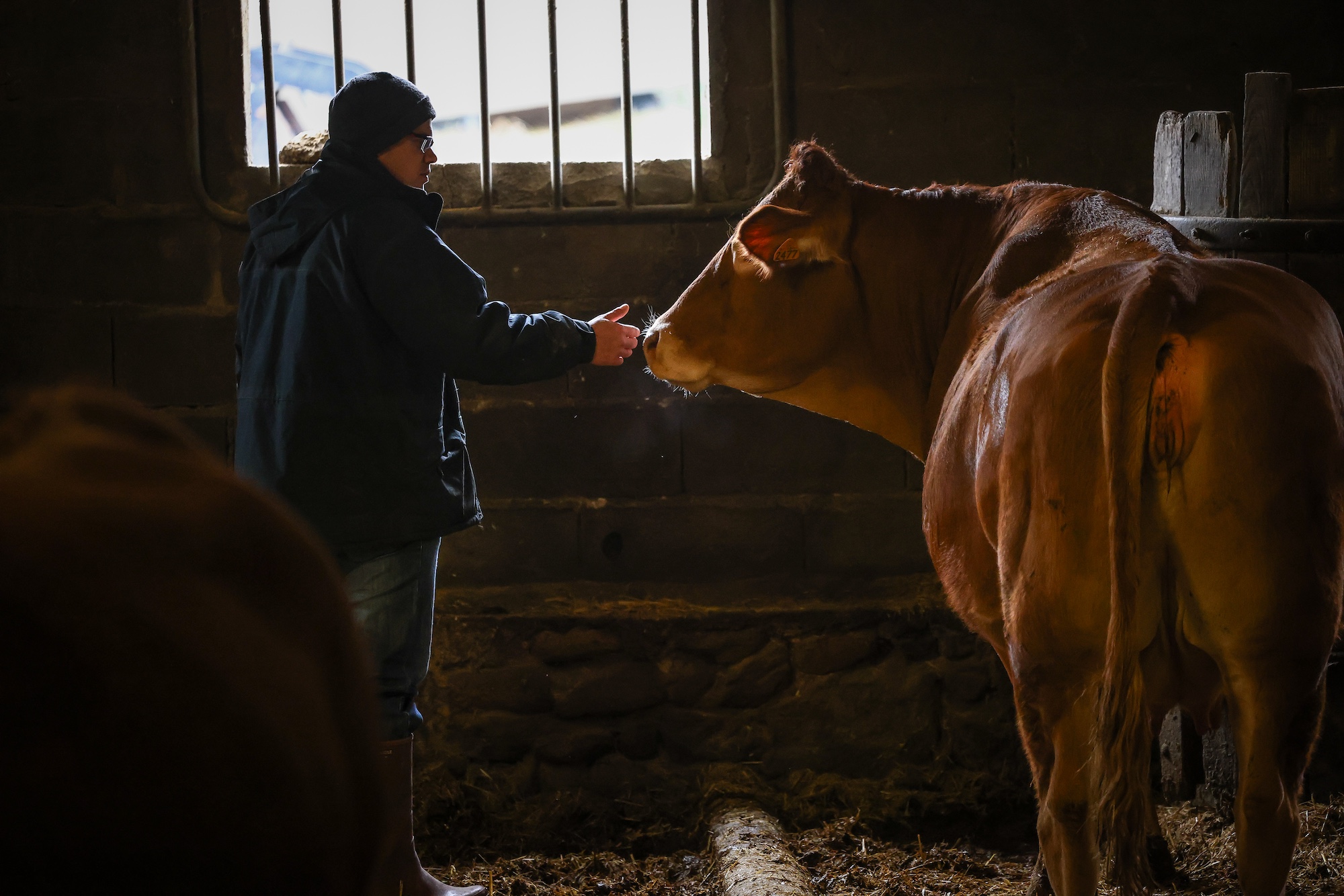 farmer with cow